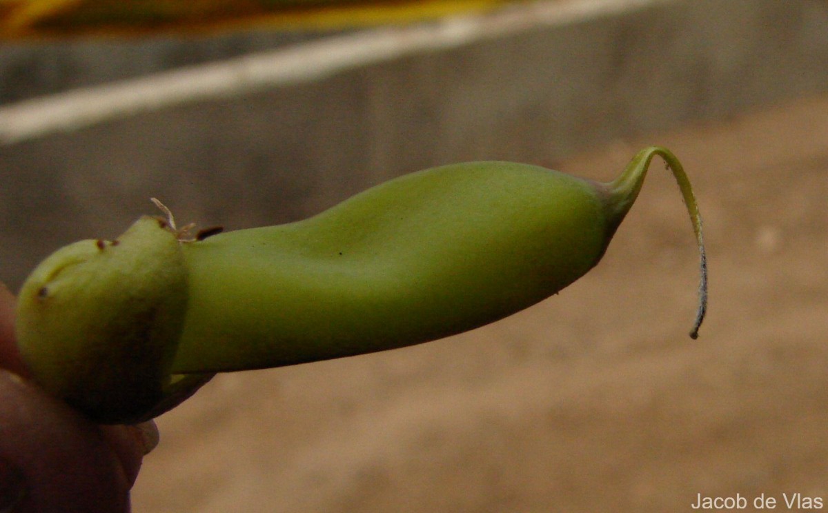 Crotalaria retusa L.